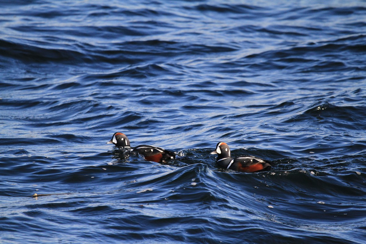 Harlequin Duck - ML646536854