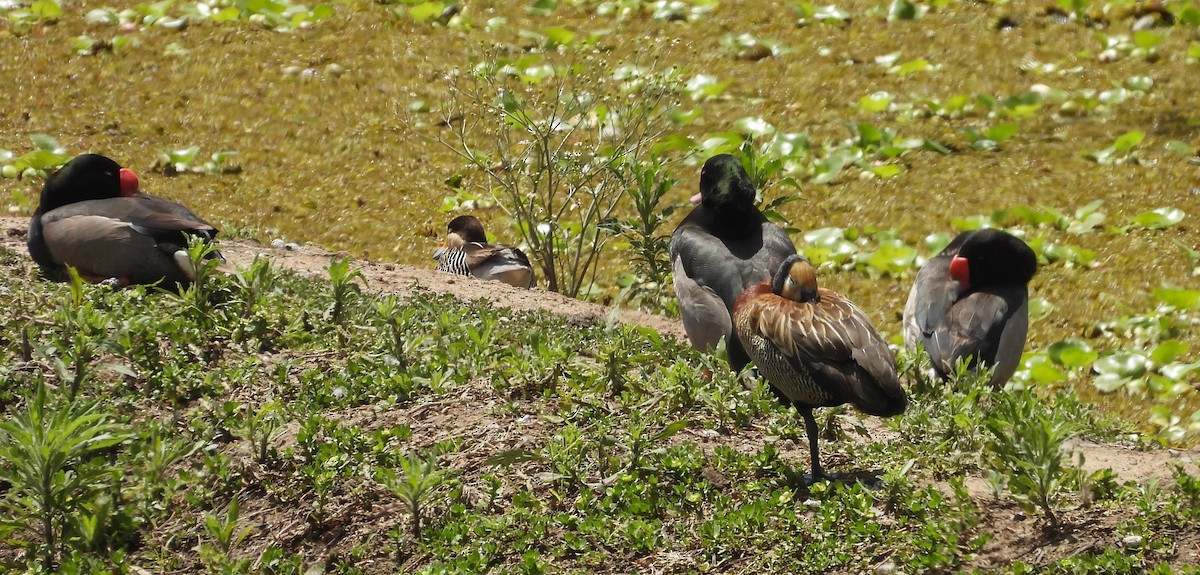 Rosy-billed Pochard - ML646536855
