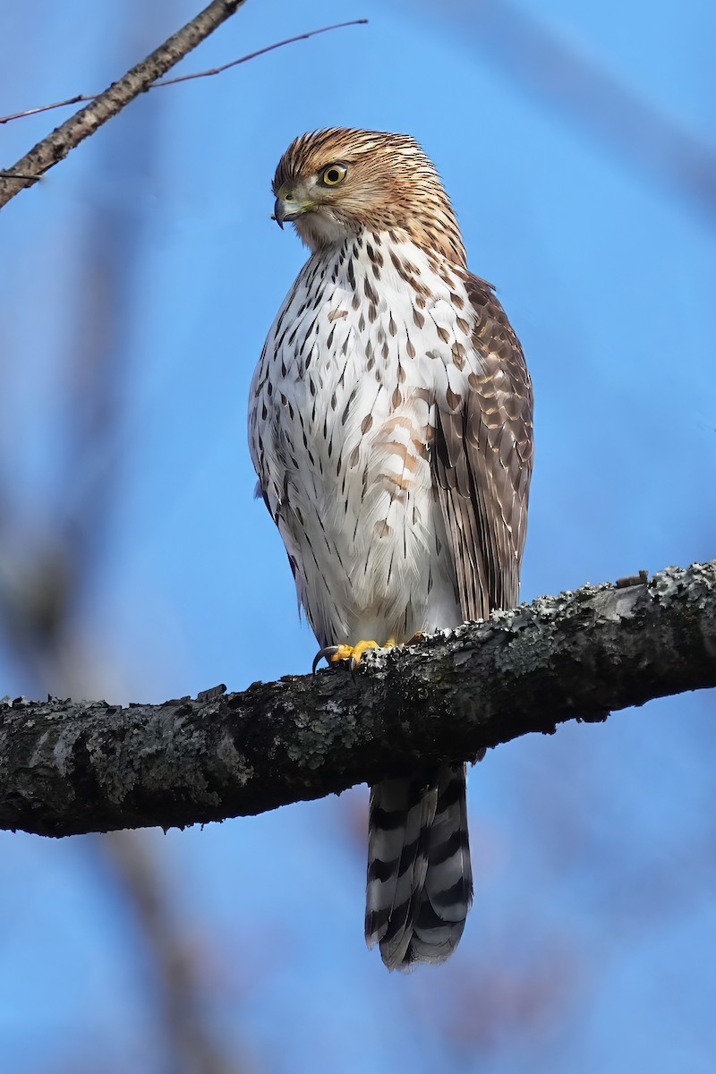 Cooper's Hawk - ML646536857