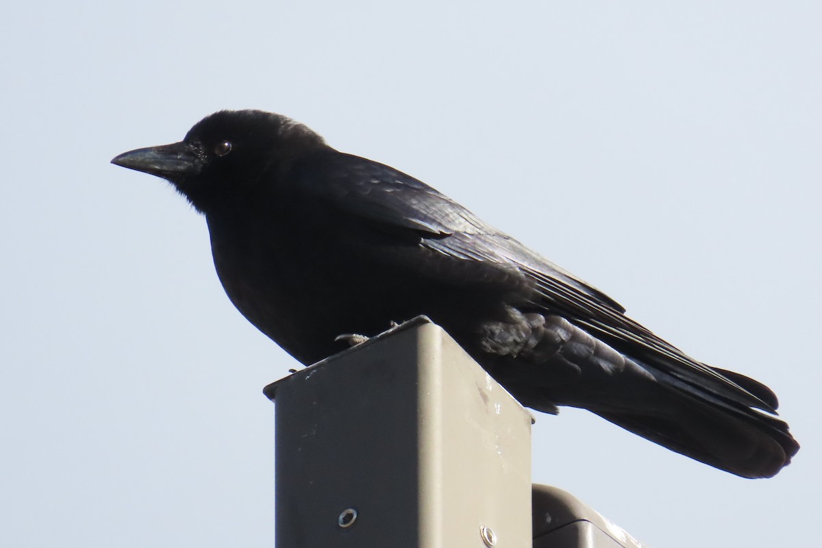 American Crow - ML646536858