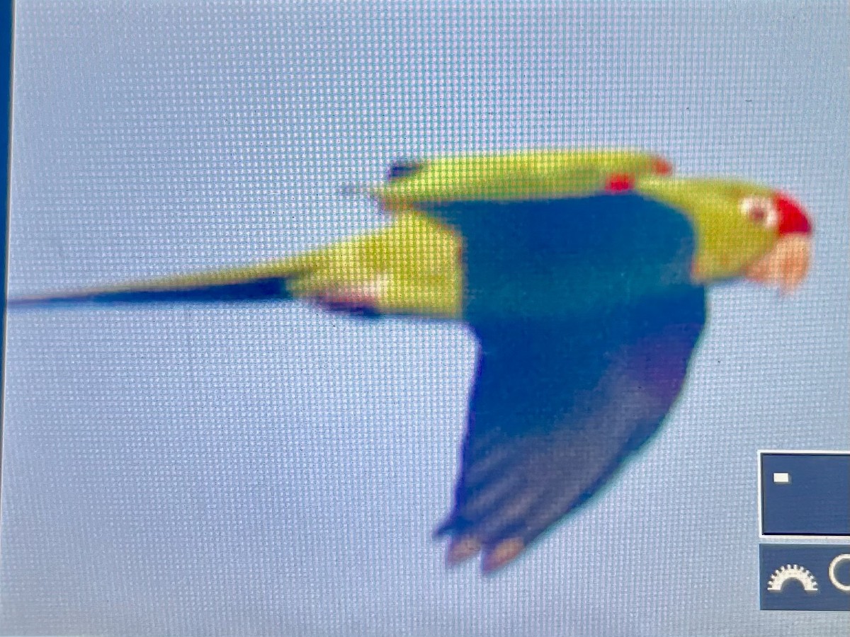 紅臉鸚鵡 - ML646536859