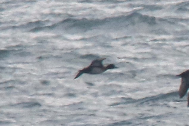 潛鴨屬 - ML646536860