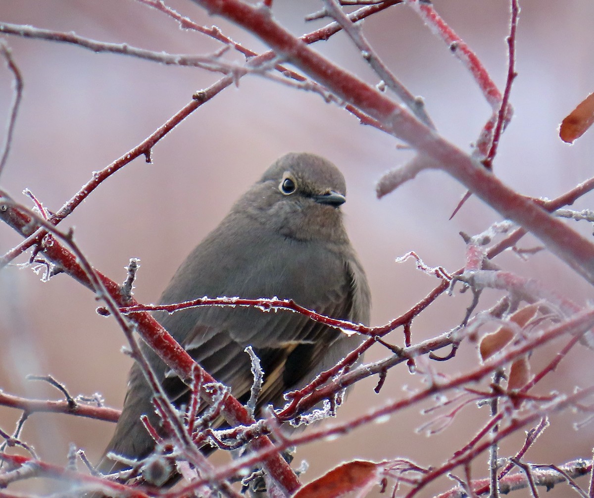 Solitario Norteño - ML646536861