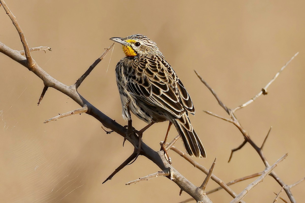 Pangani Longclaw - ML646536871