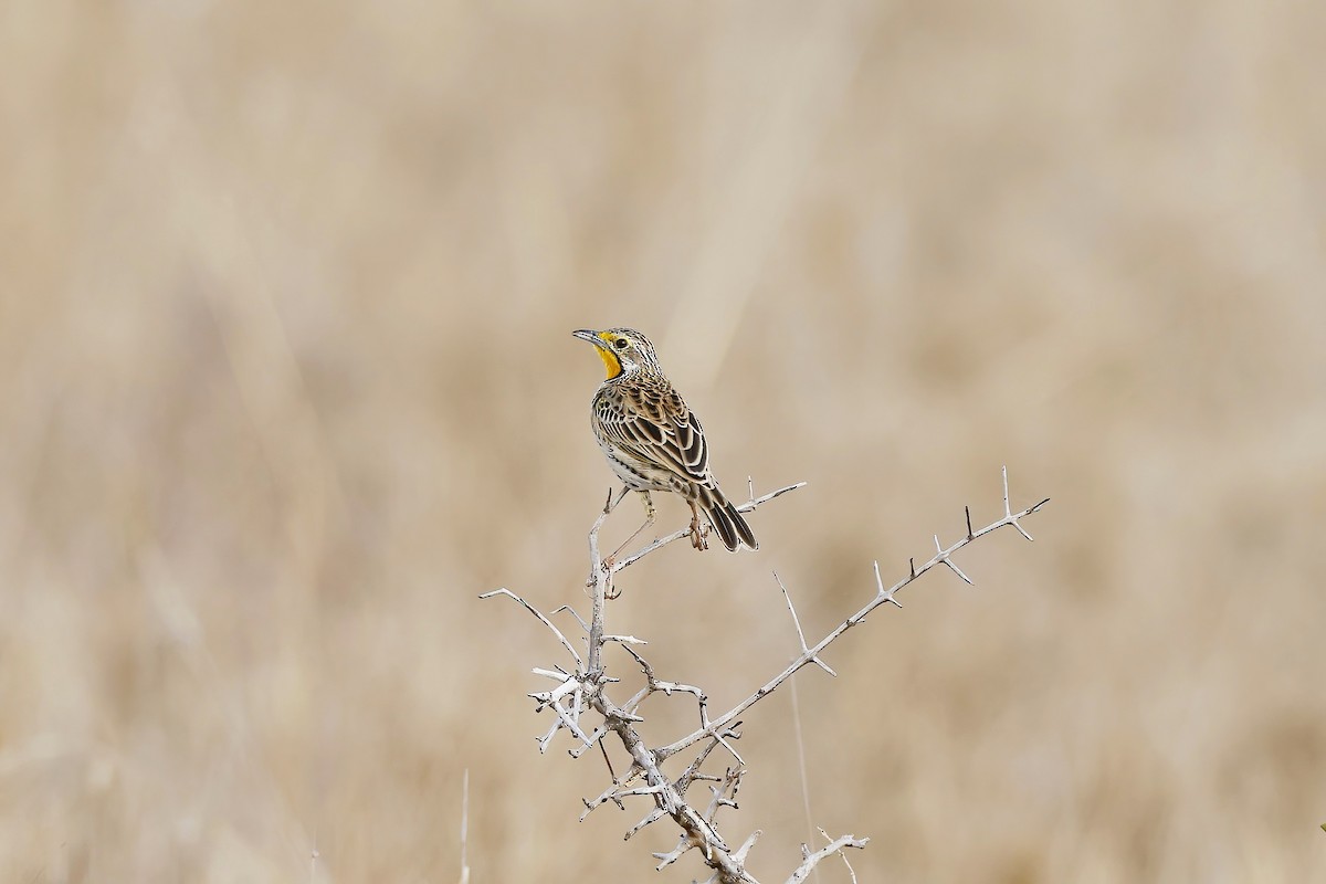 Pangani Longclaw - ML646536872