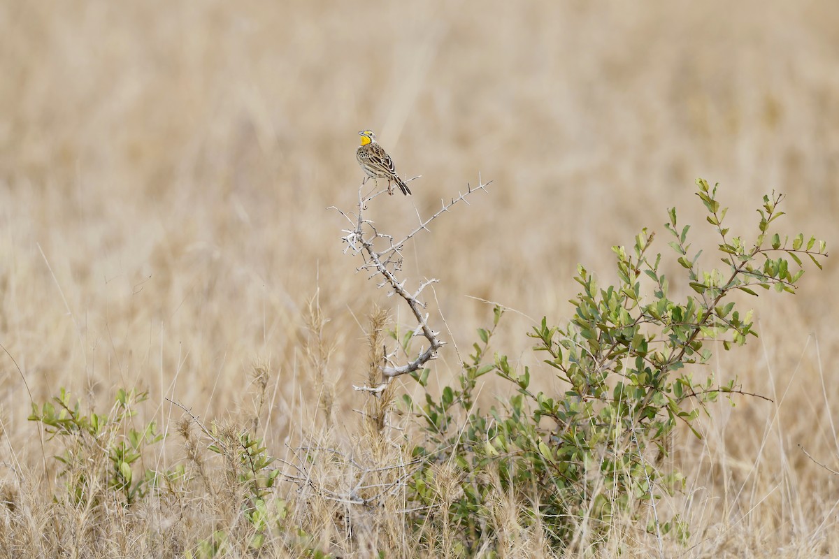 Pangani Longclaw - ML646536874