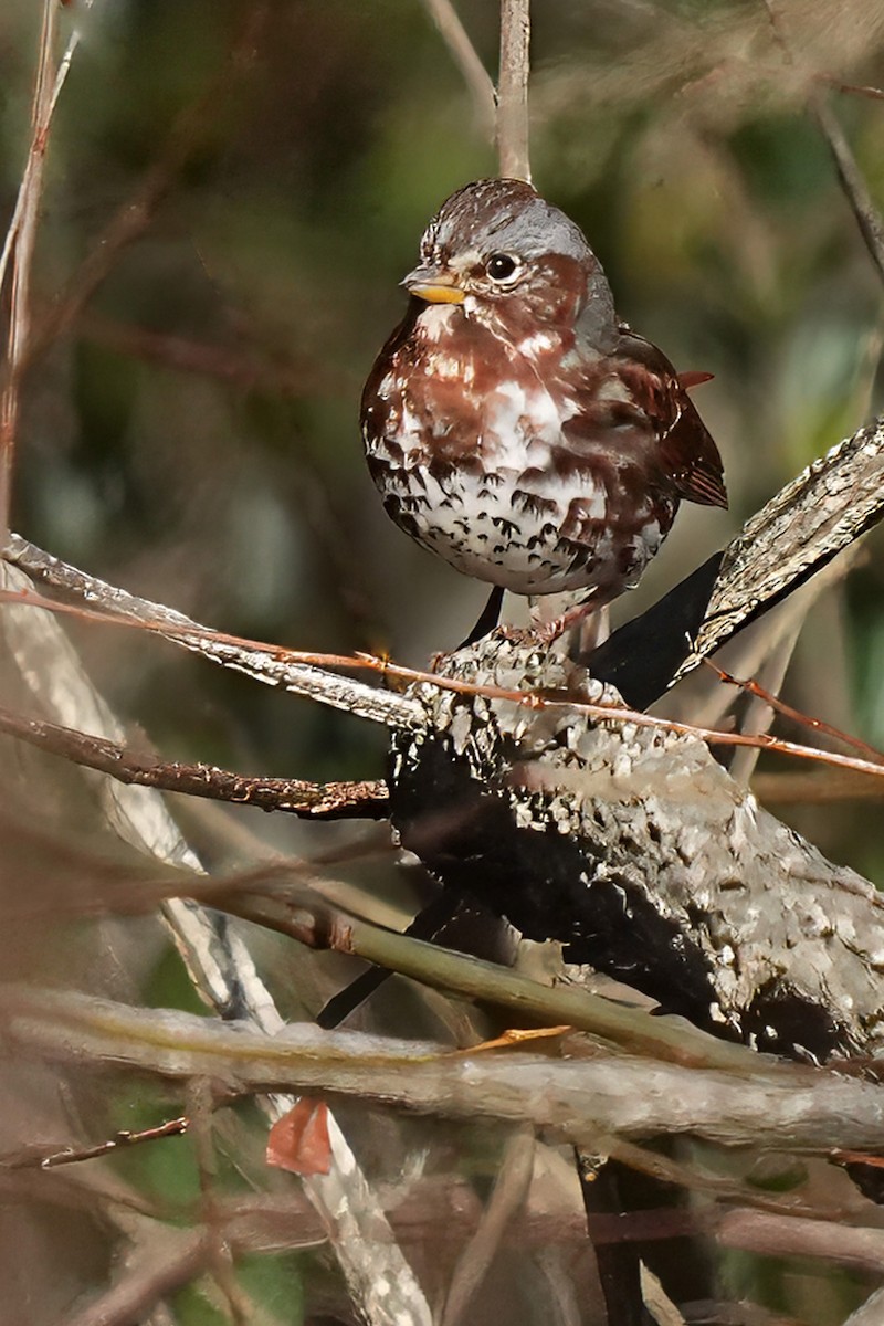 Fox Sparrow - ML646536875