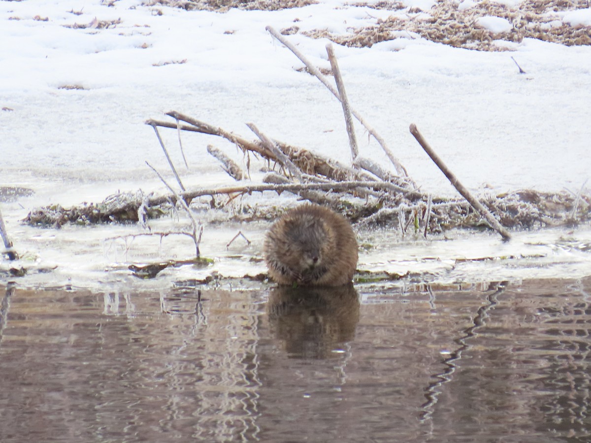 Castor americano - ML646536876