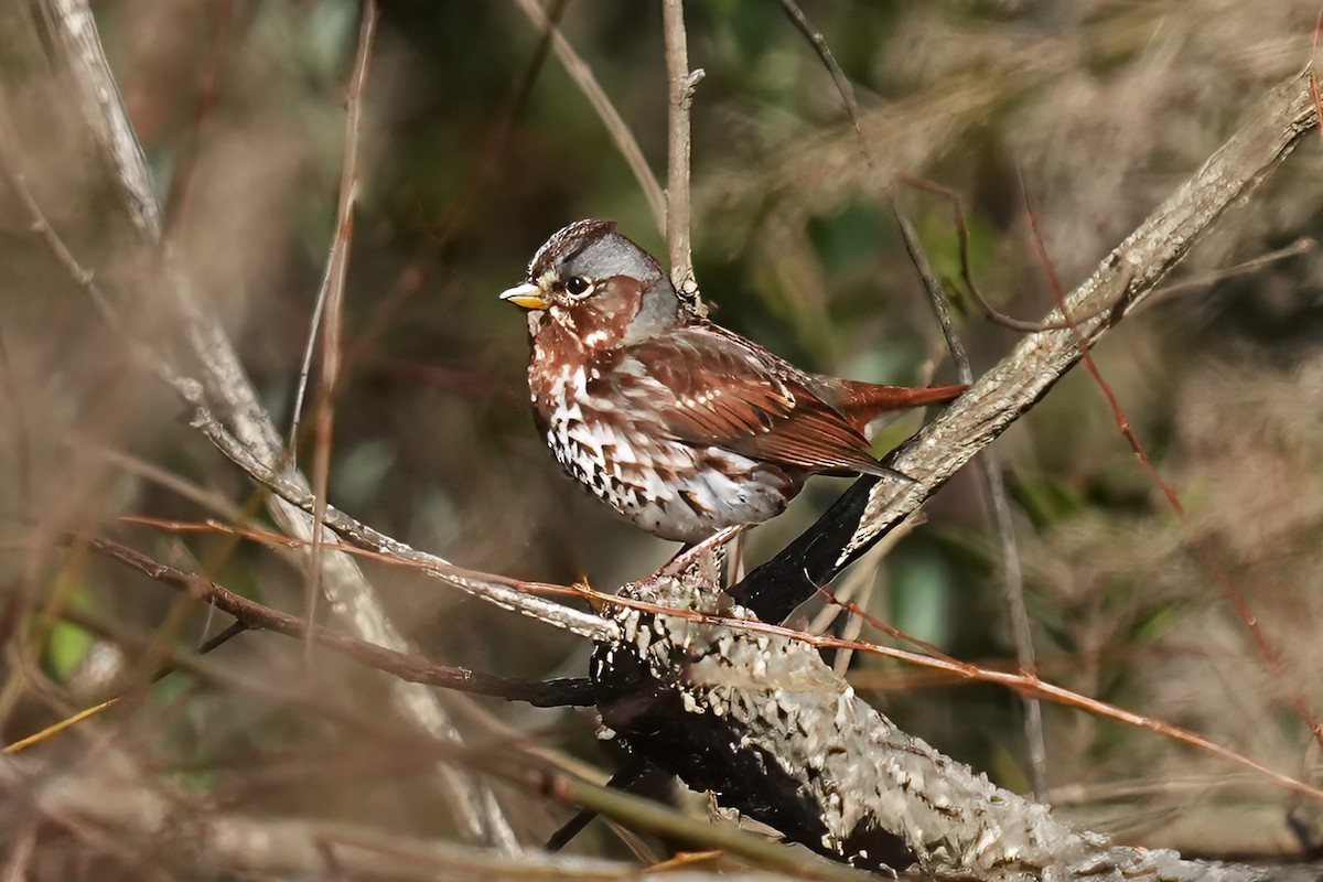 Fox Sparrow - ML646536877