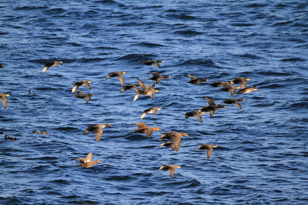 Black Scoter - ML646536878