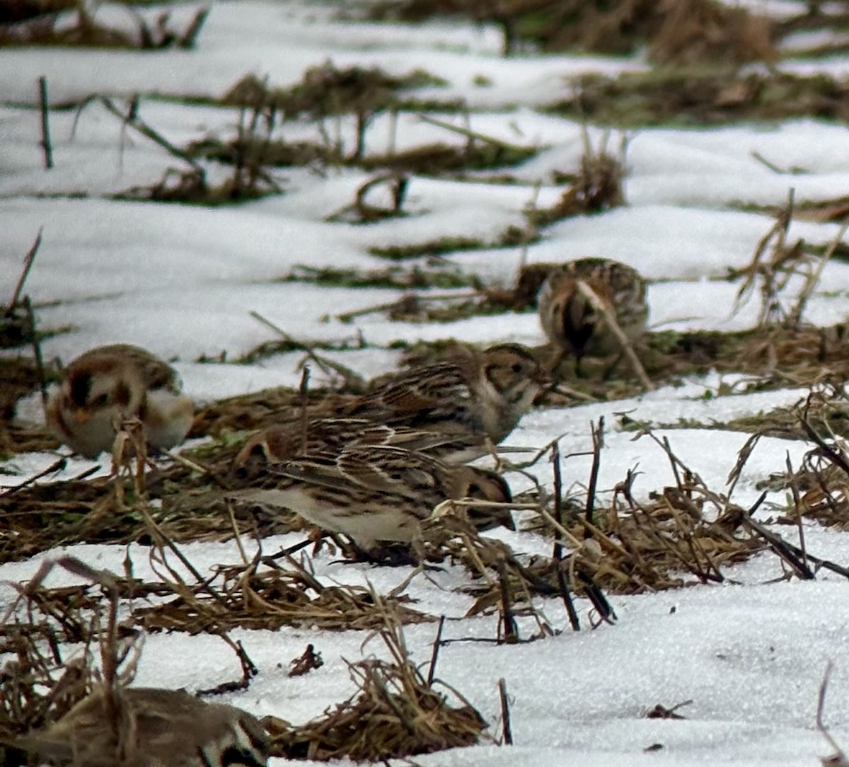 ユキホオジロ - ML646536880