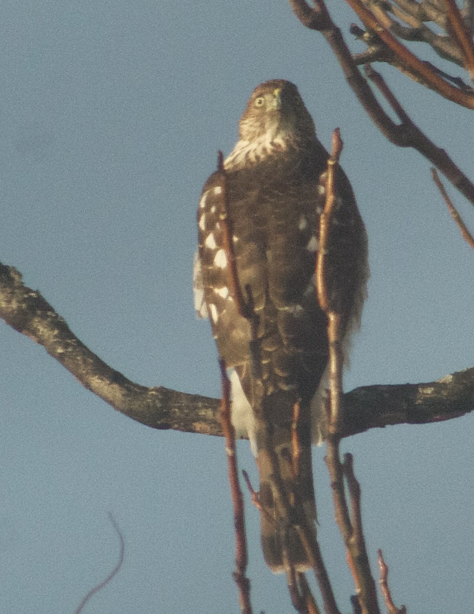 Kızıl Kuyruklu Şahin - ML646536882