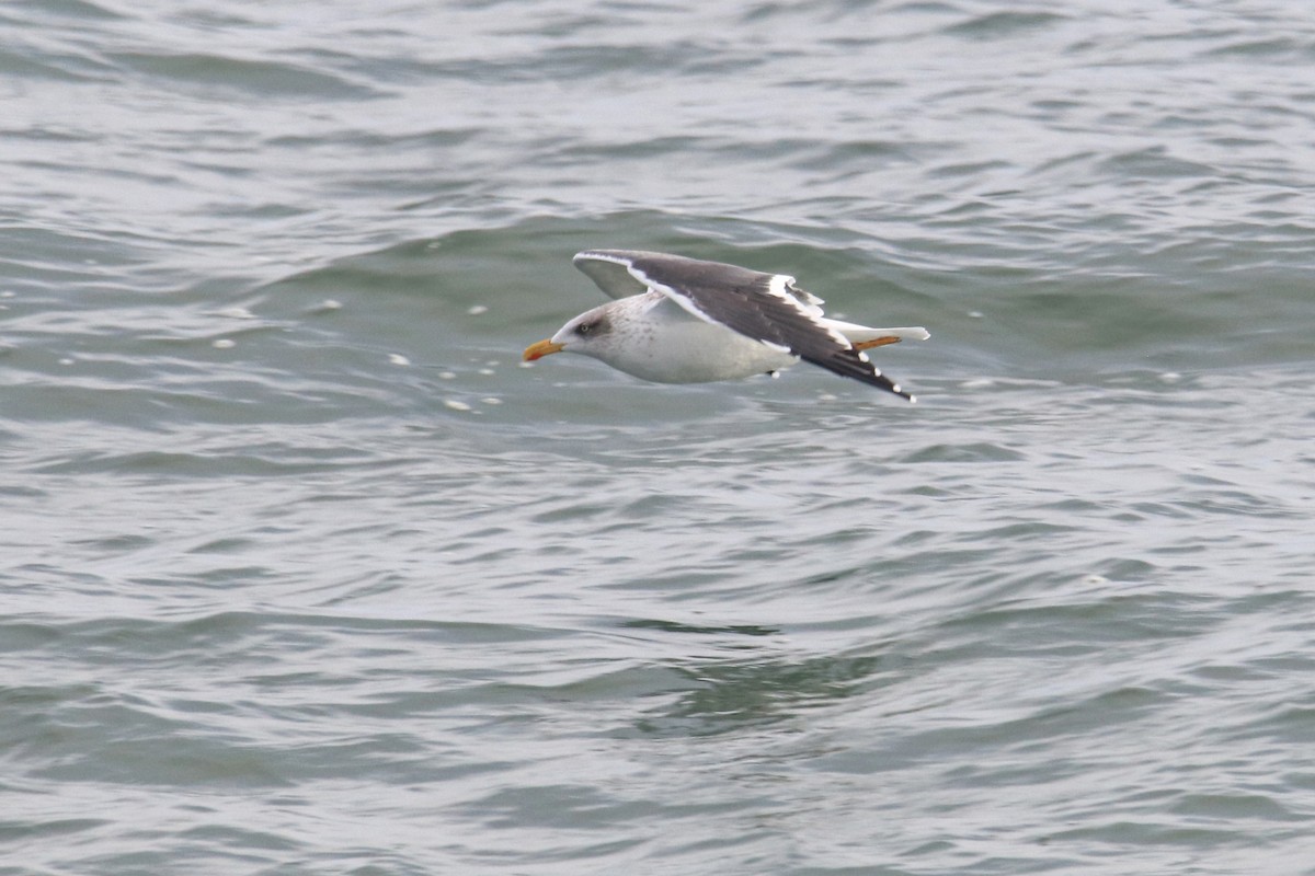Lesser Black-backed Gull - ML646536883