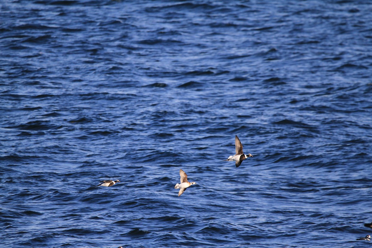 Long-tailed Duck - ML646536885