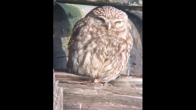 Mochuelo Europeo - ML646536886