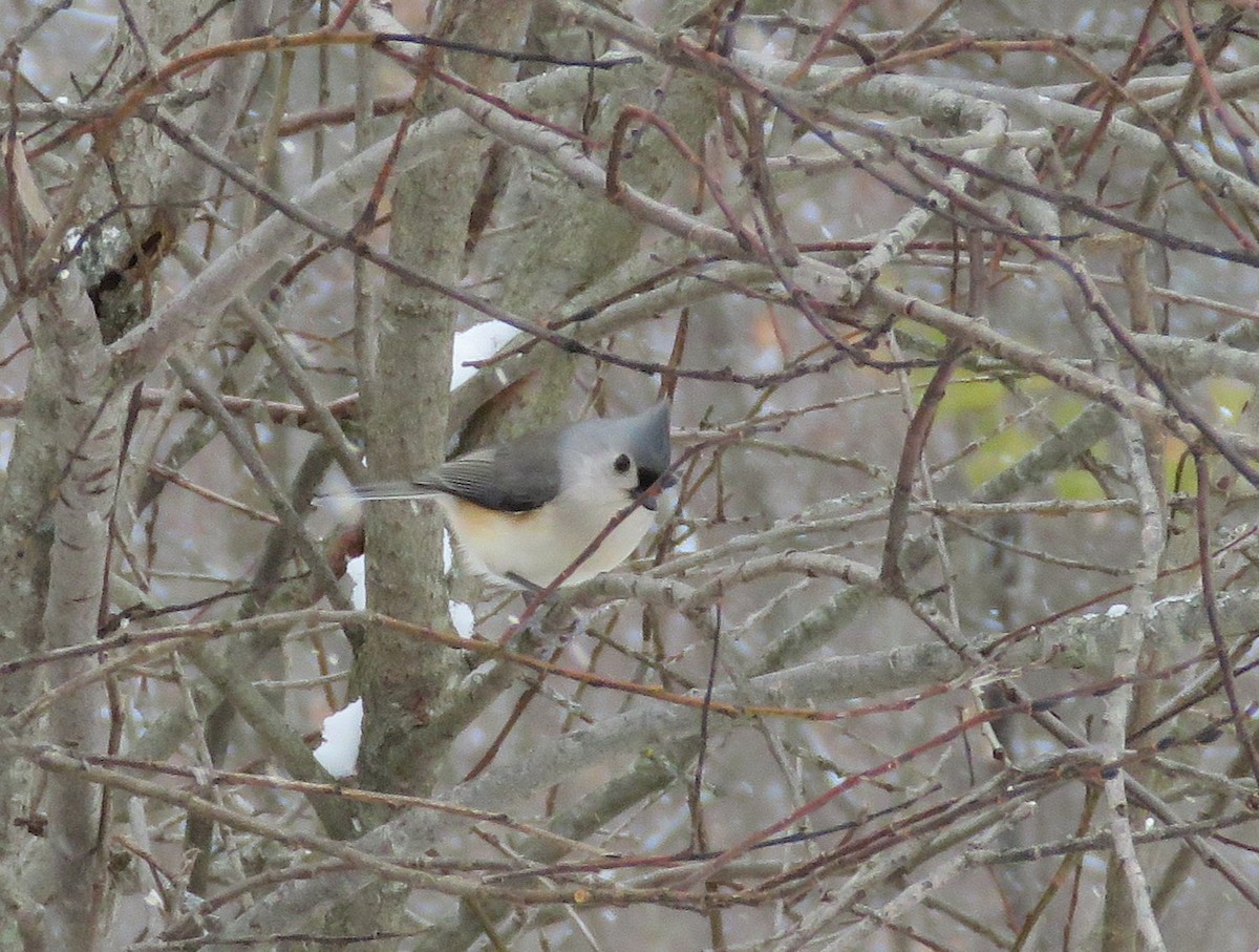 Ak Tepeli Baştankara - ML646536888