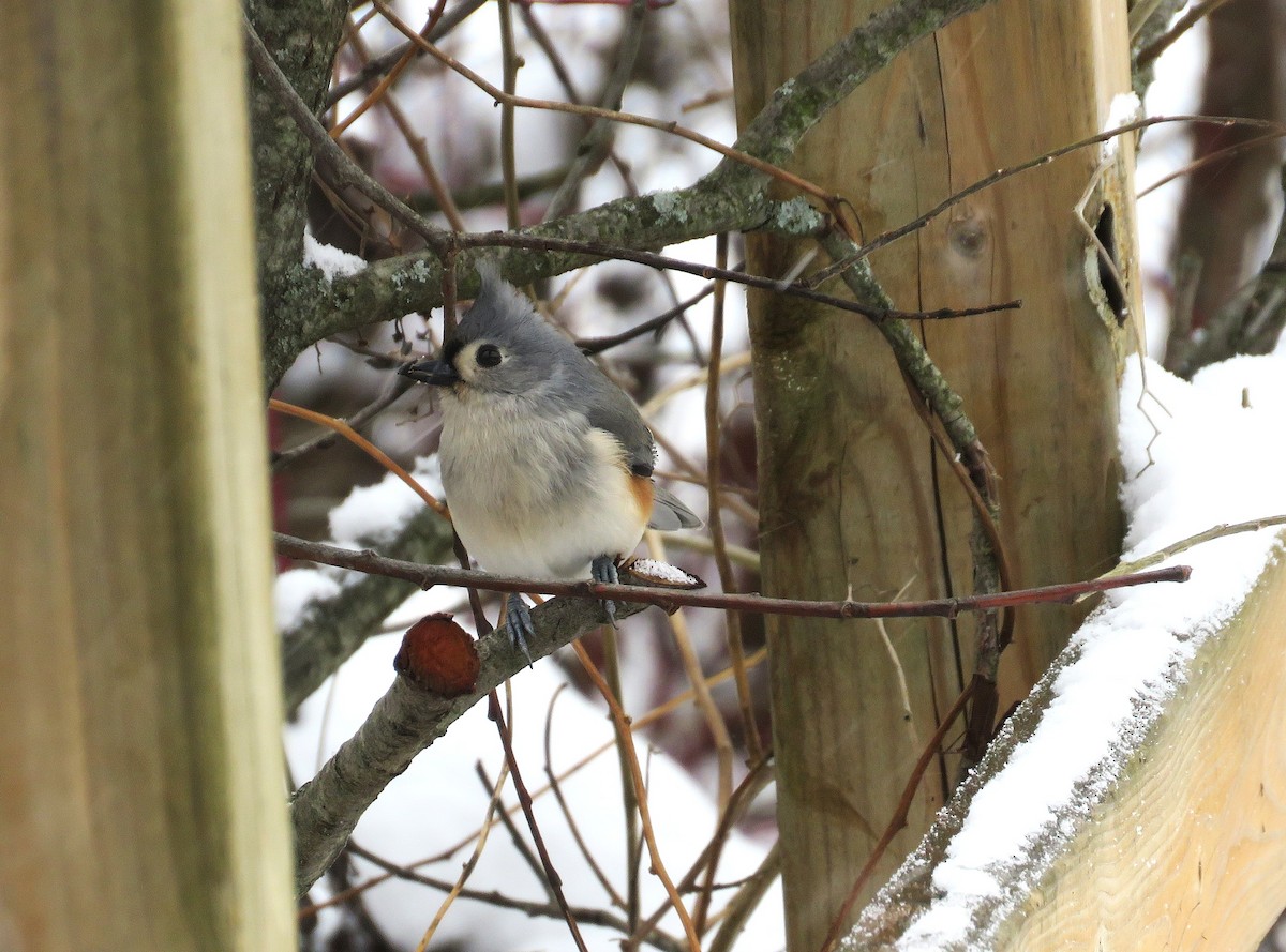 Ak Tepeli Baştankara - ML646536889