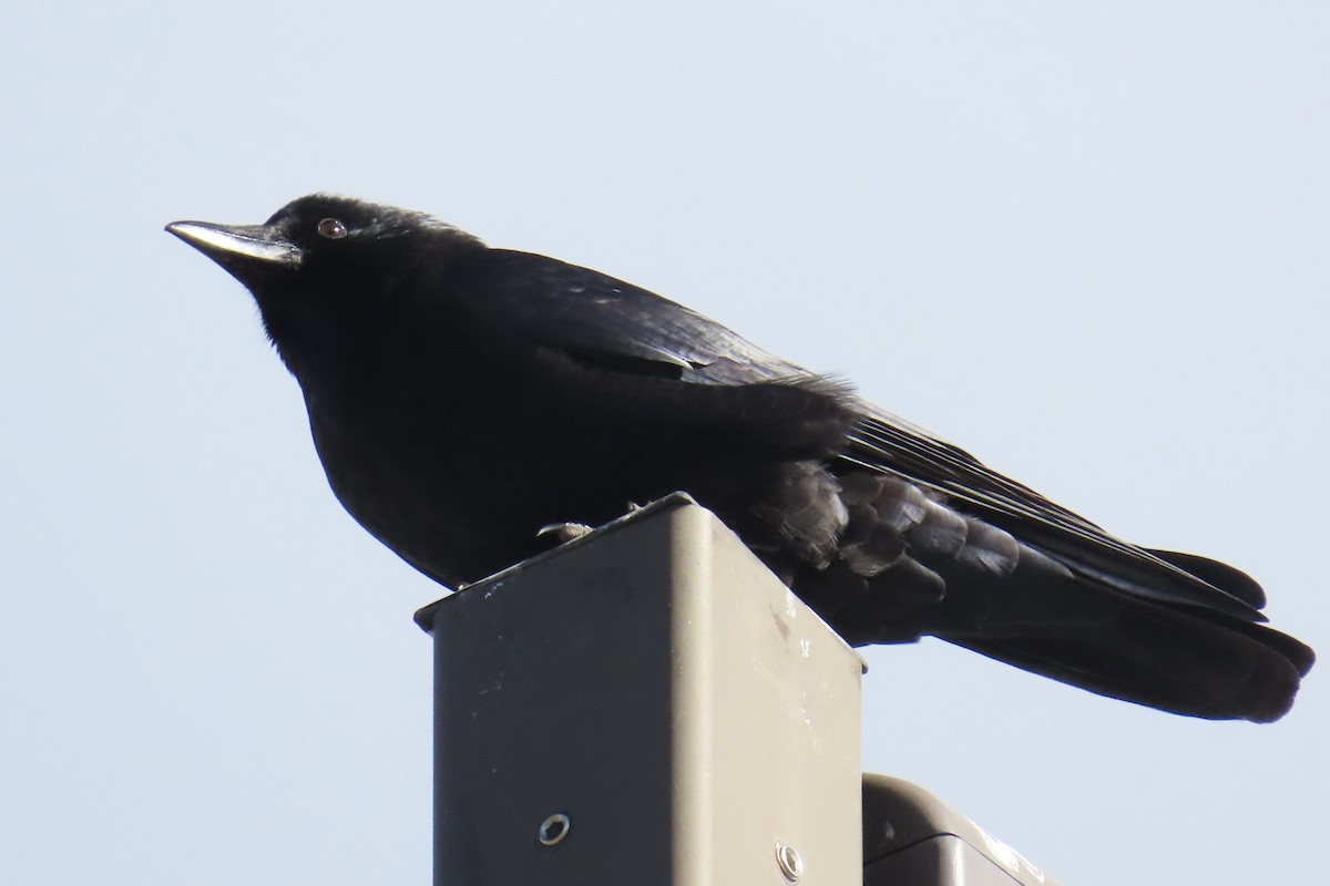 amerikakråke - ML646536890