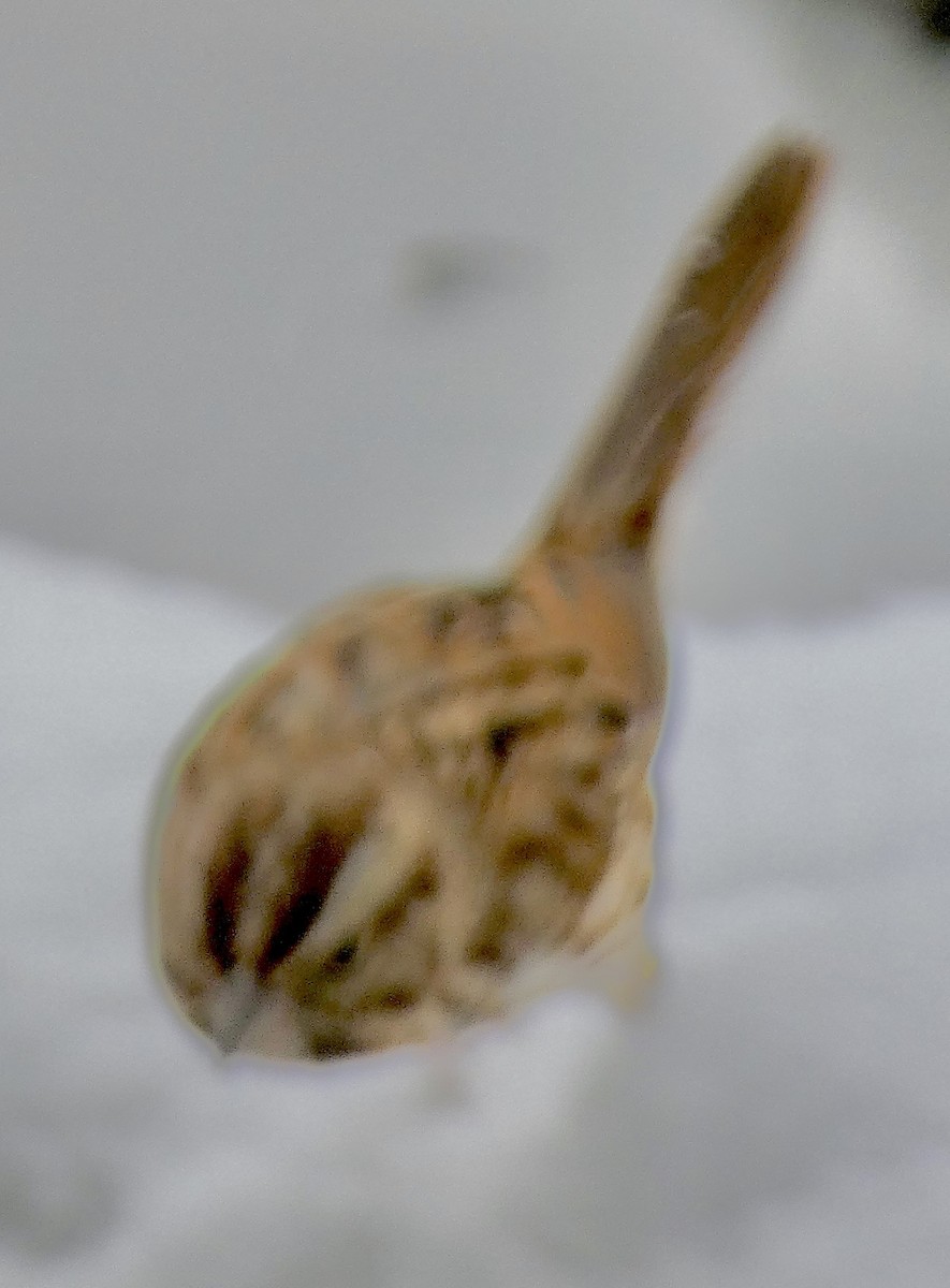 Swamp Sparrow - ML646536892