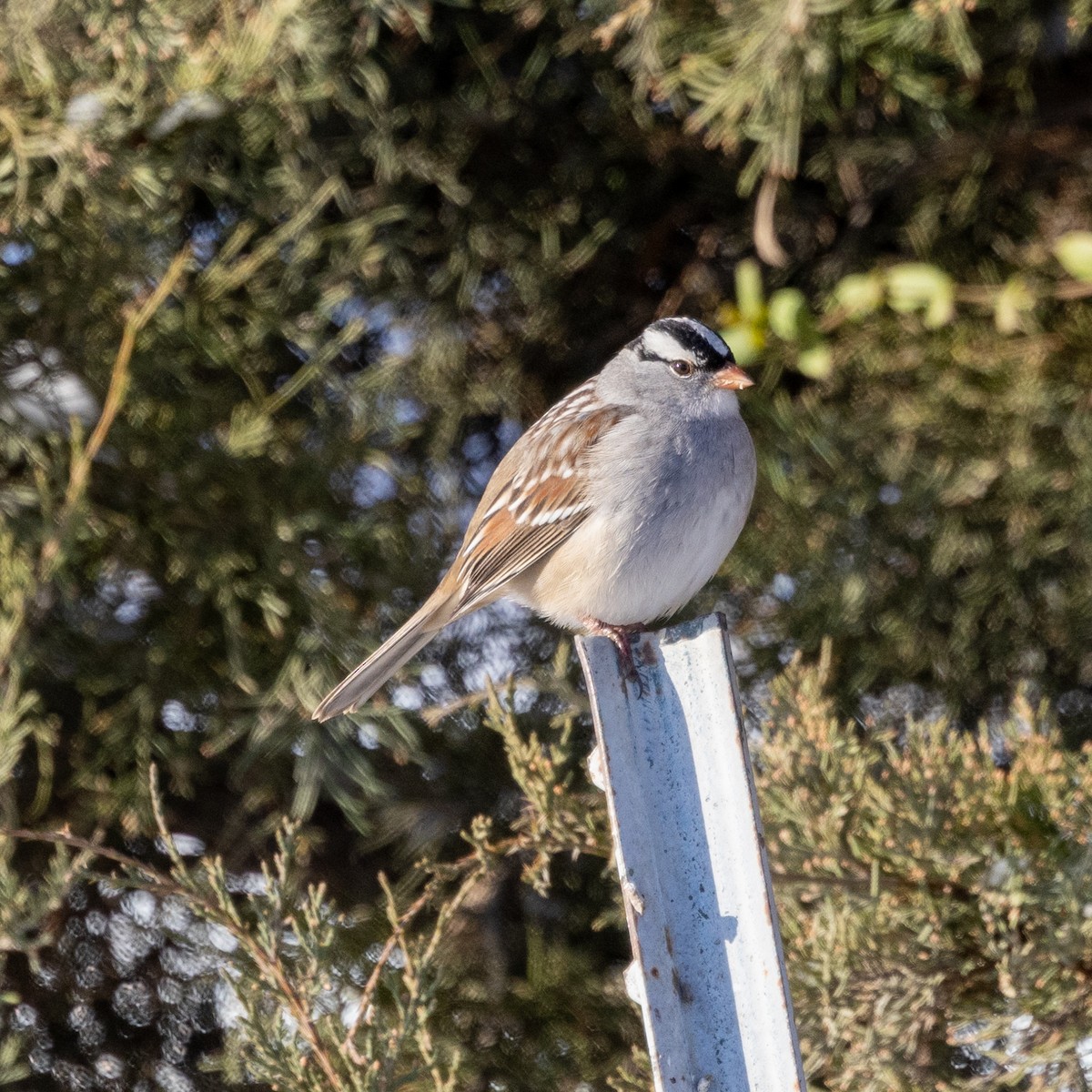 White-crowned Sparrow - ML646536893