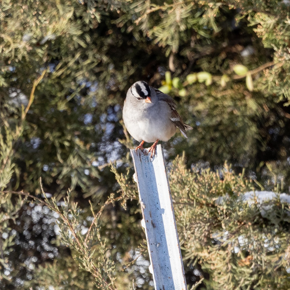 White-crowned Sparrow - ML646536894
