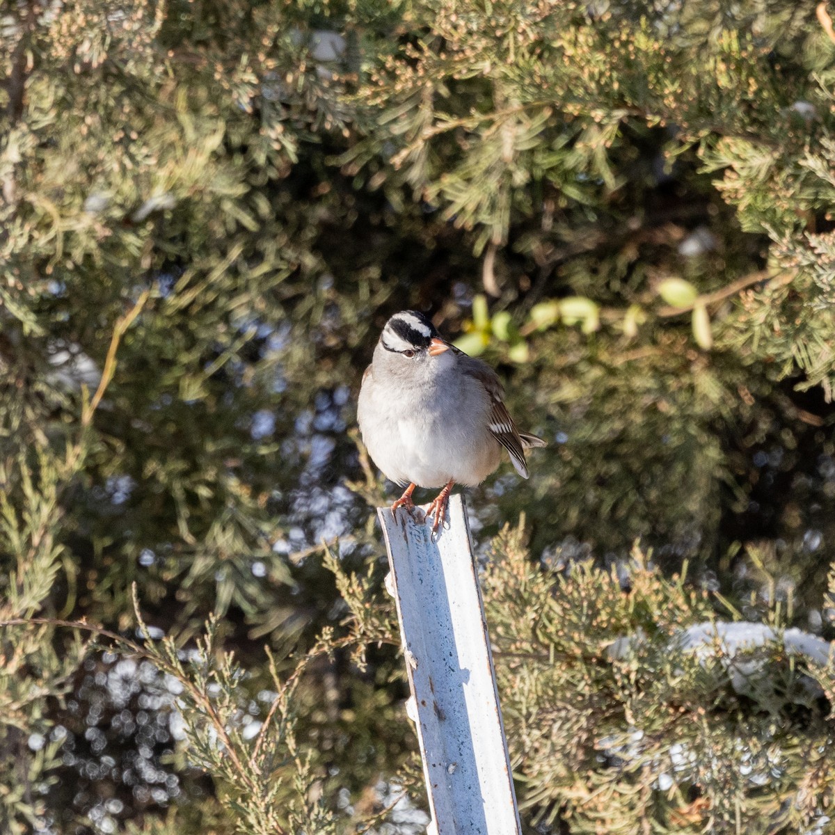 White-crowned Sparrow - ML646536895