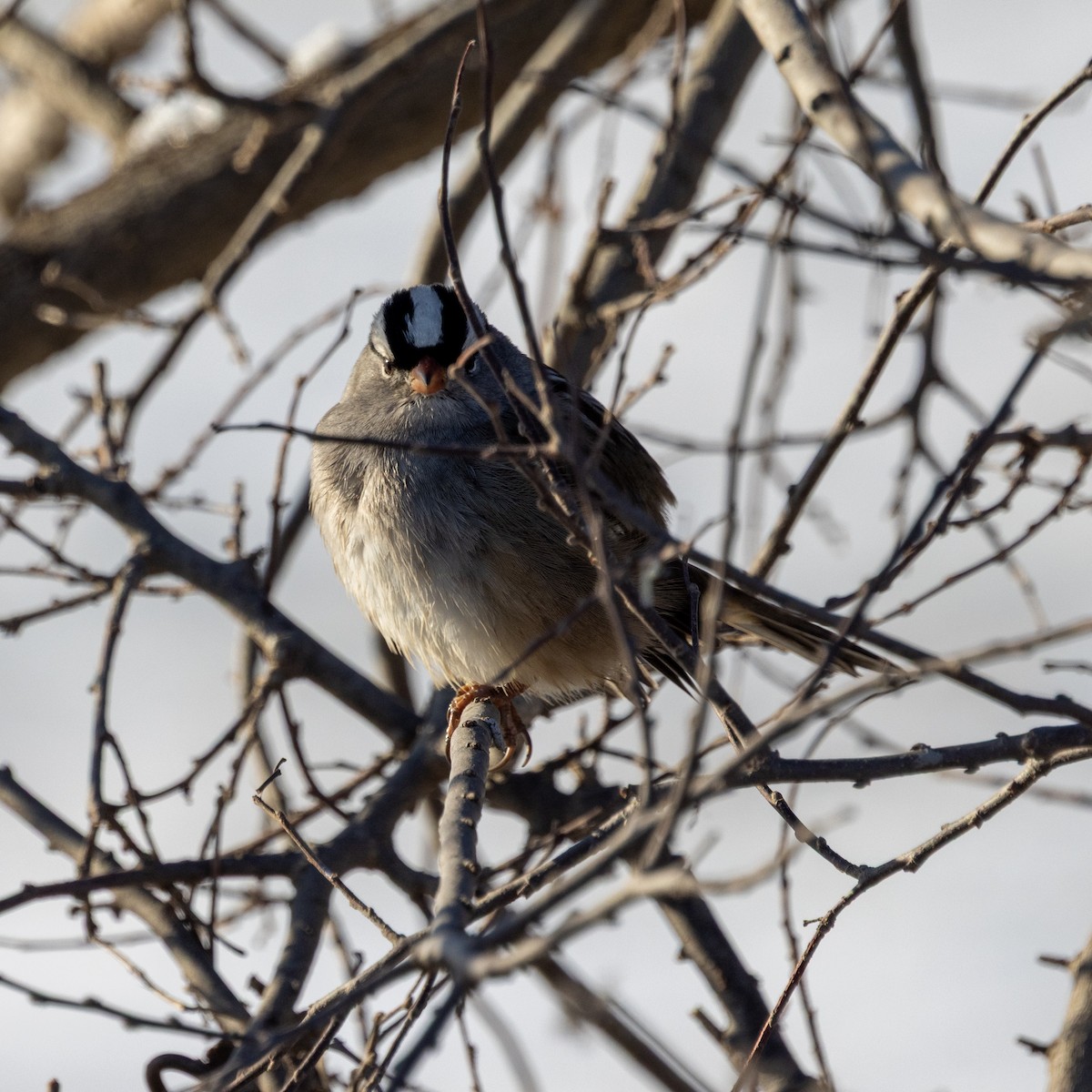 White-crowned Sparrow - ML646536896