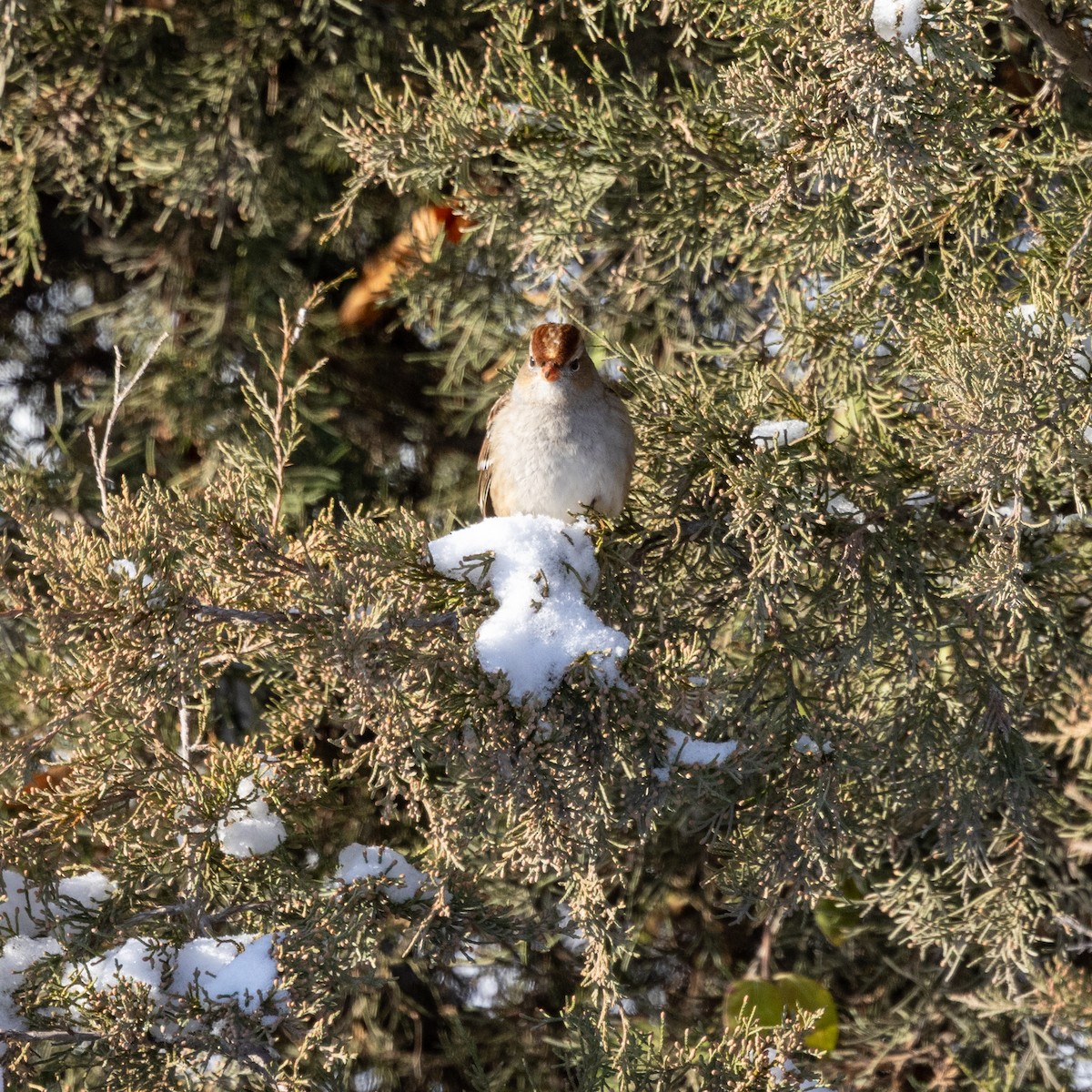 White-crowned Sparrow - ML646536897