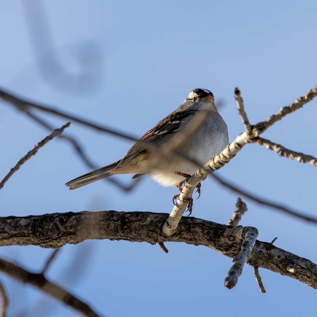White-crowned Sparrow - ML646536898