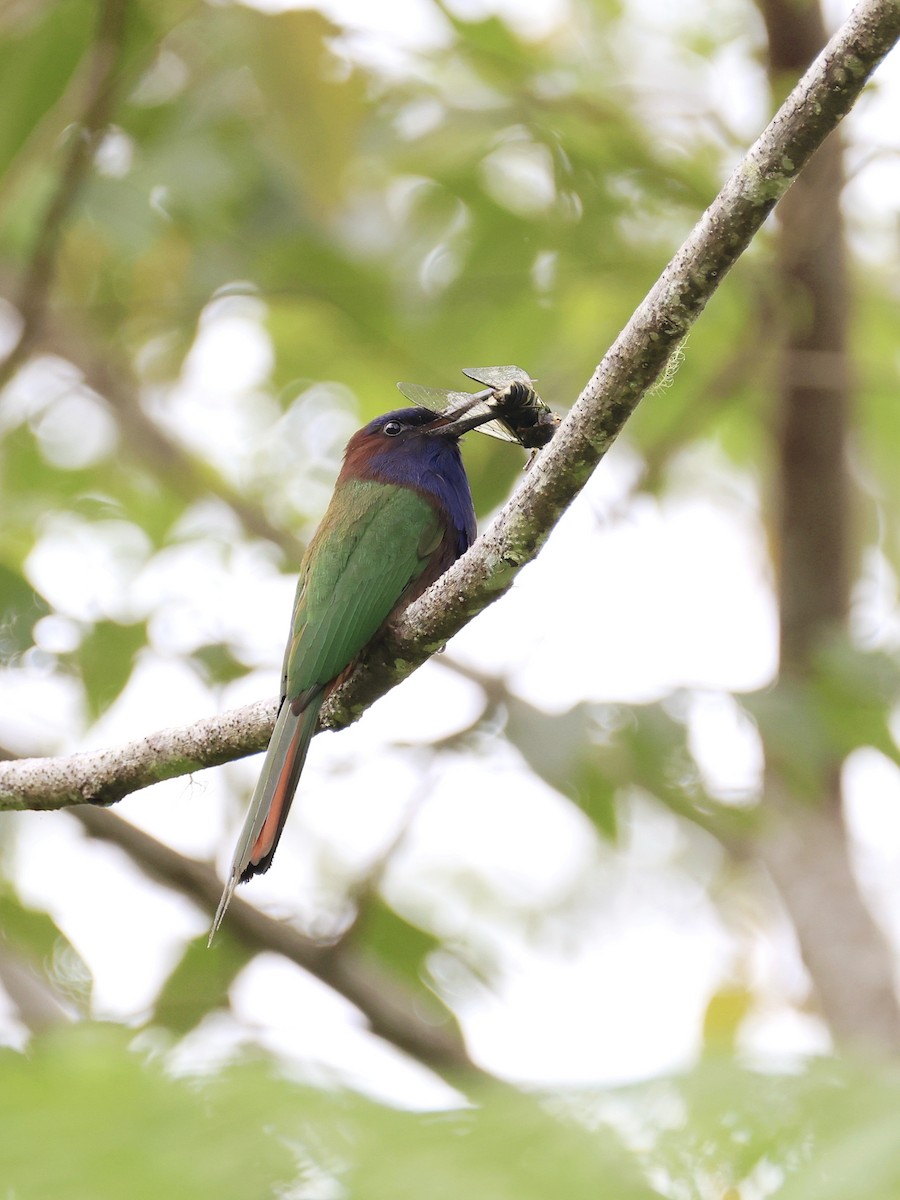 Celebesspint - ML646536900