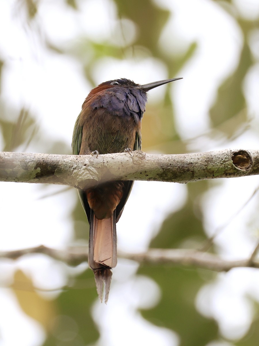 Celebesspint - ML646536901