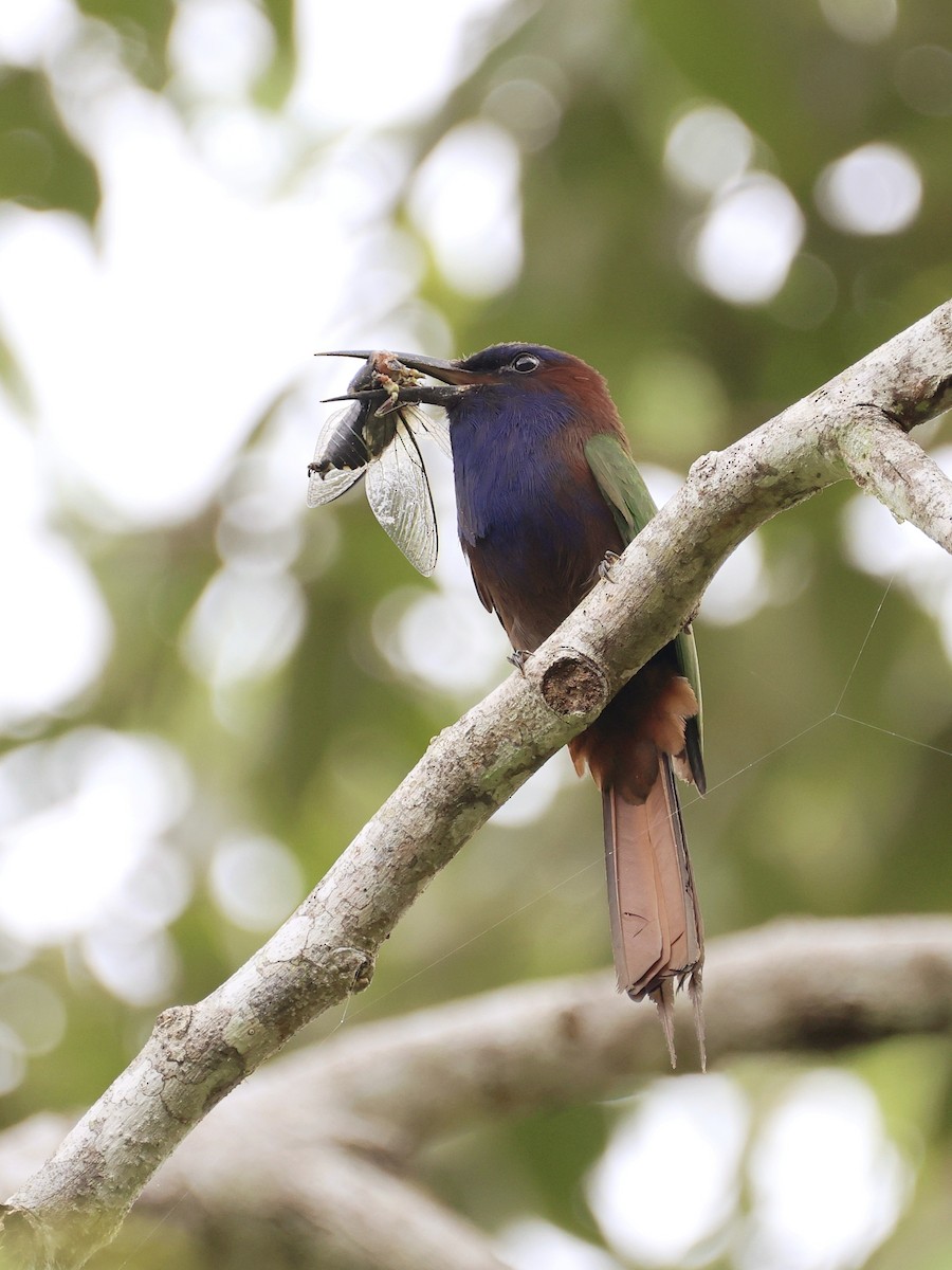 Celebesspint - ML646536902