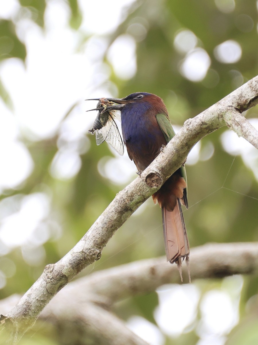 Celebesspint - ML646536903