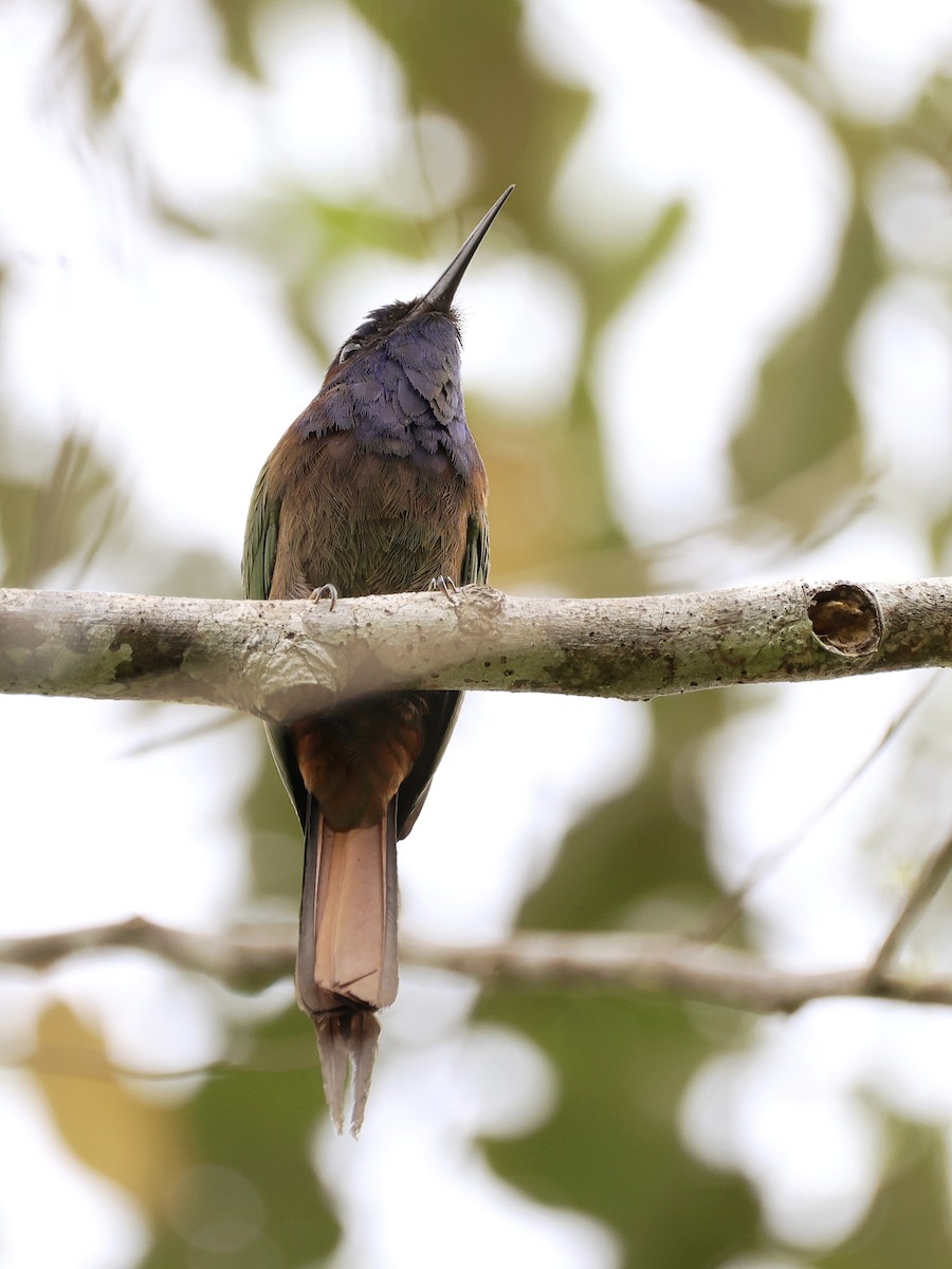 Celebesspint - ML646536904