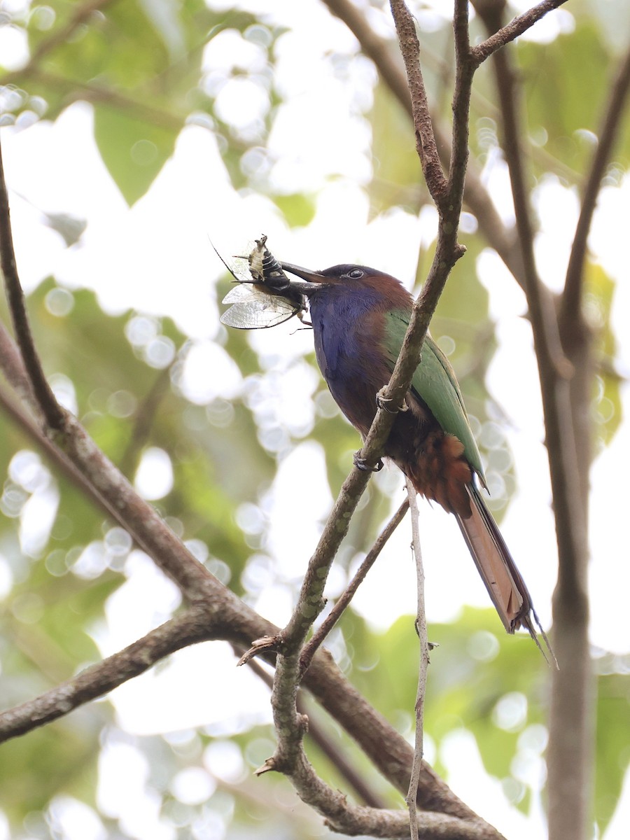 Celebesspint - ML646536905