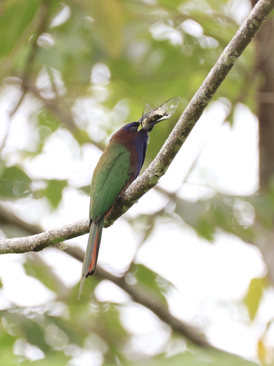 Celebesspint - ML646536906