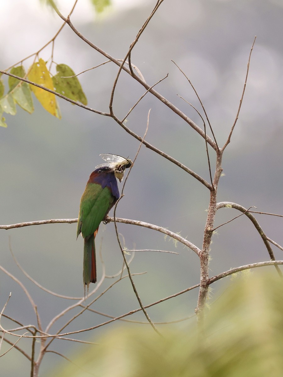 Celebesspint - ML646536907