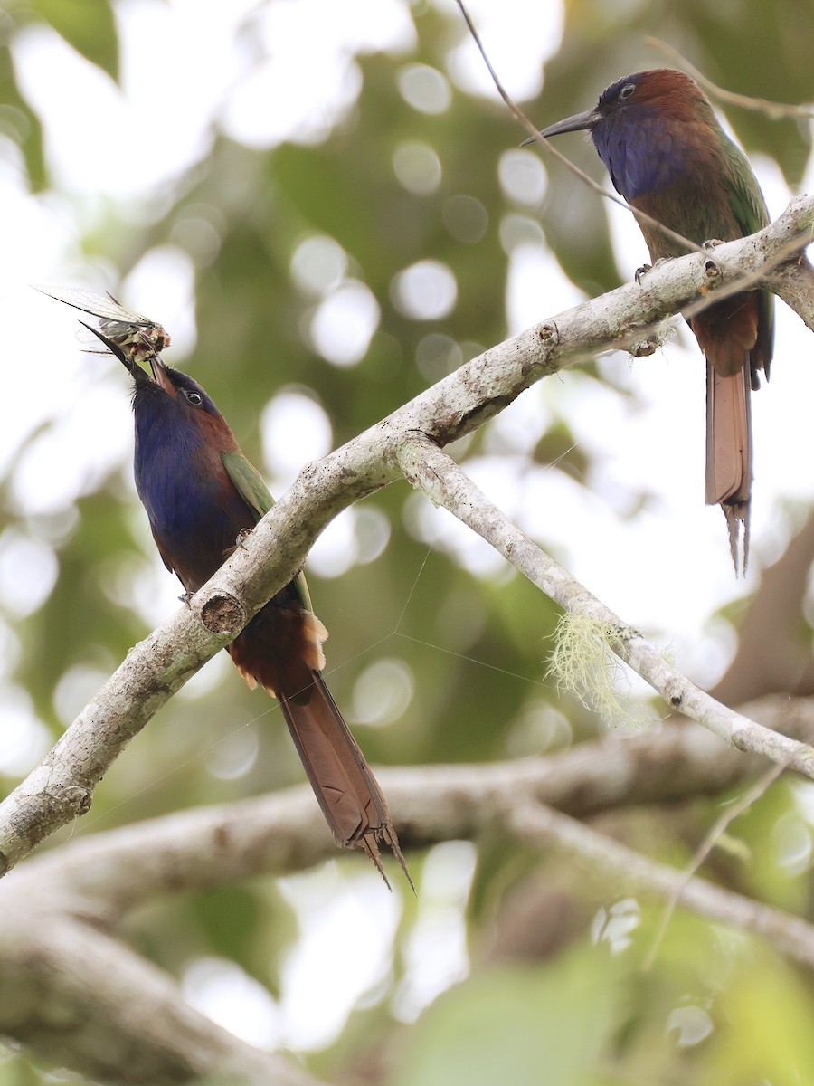 Celebesspint - ML646536908