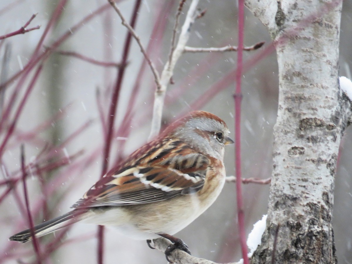 Bruant hudsonien - ML646536909