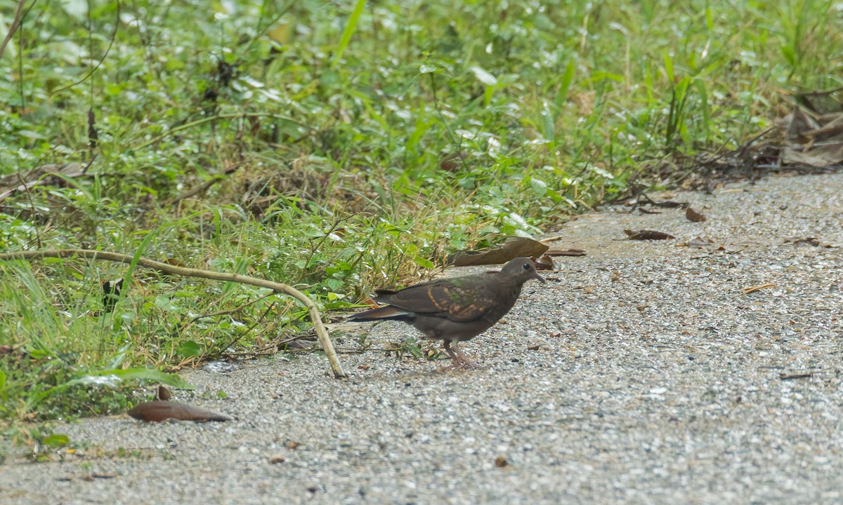 smaragddue - ML646536910