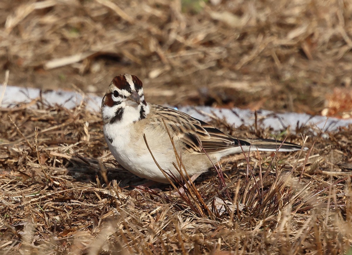 lerkespurv - ML646536913