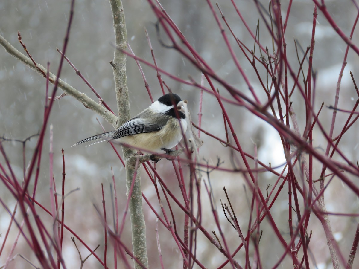 Mésange à tête noire - ML646536915