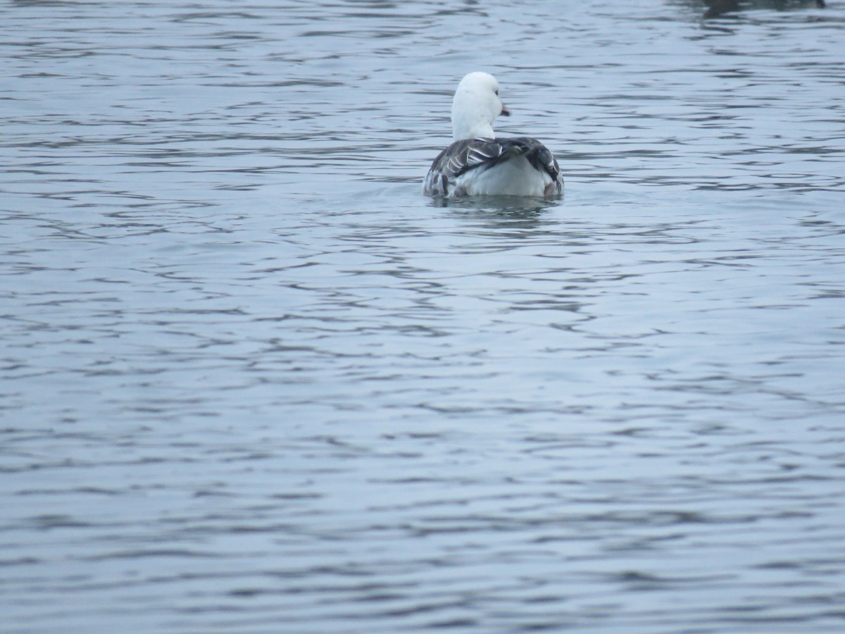 Ross's x Cackling Goose (hybrid) - ML646536916