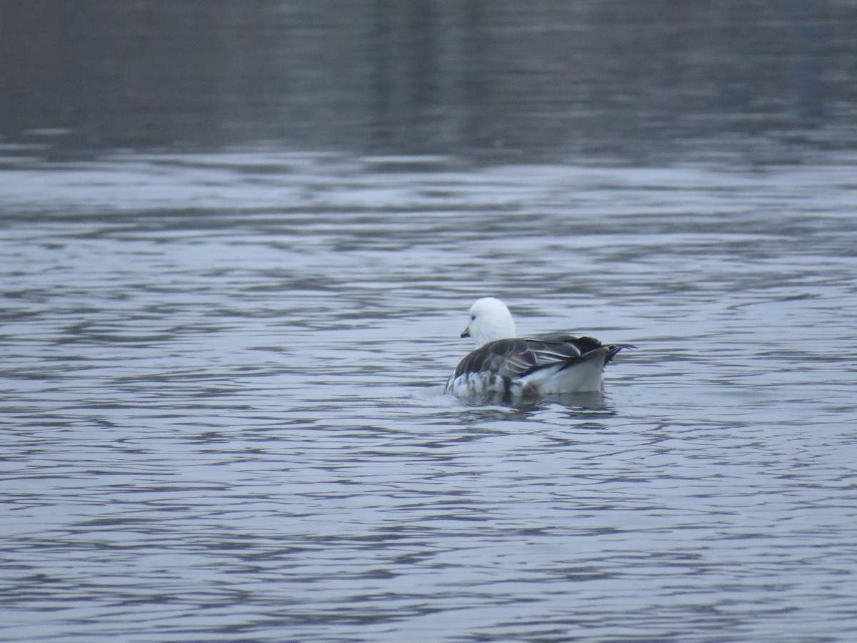 Ross's x Cackling Goose (hybrid) - ML646536917