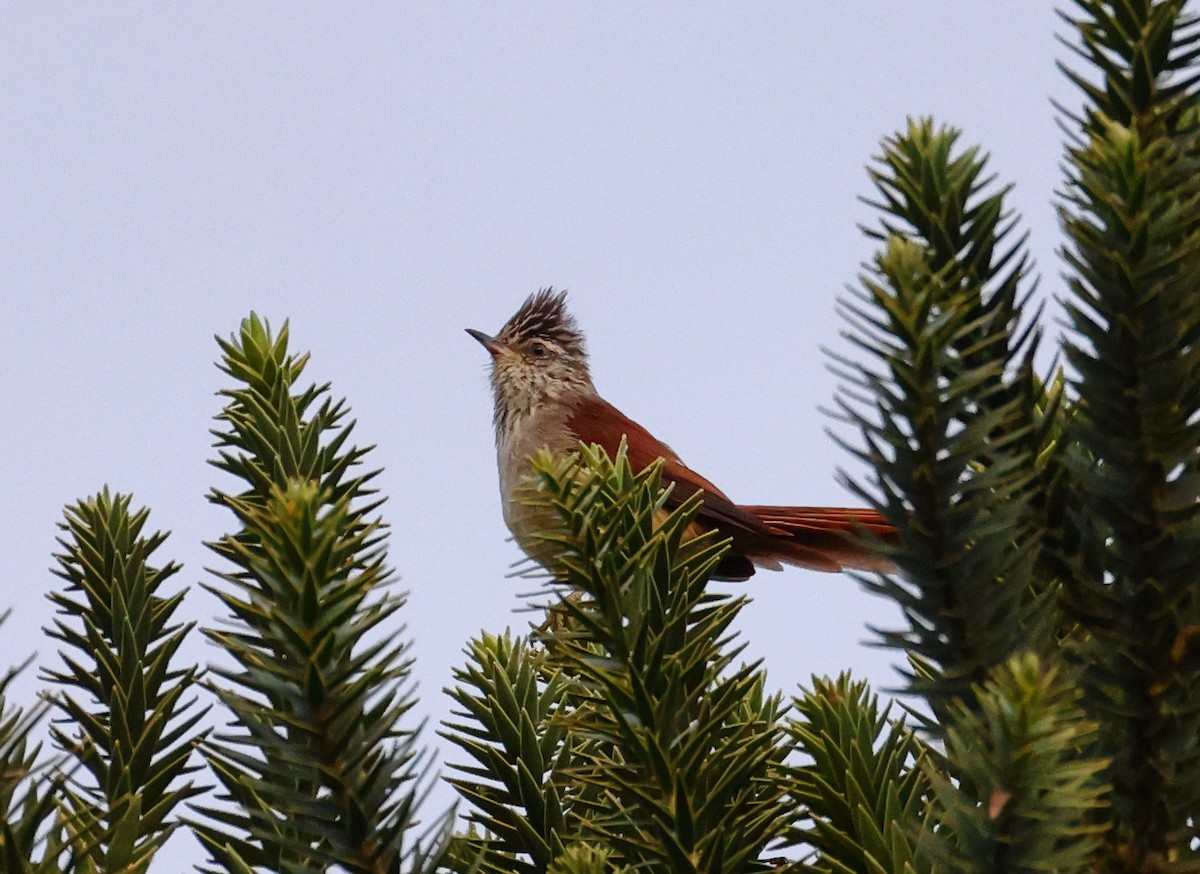カンムリエナガカマドドリ - ML646536918