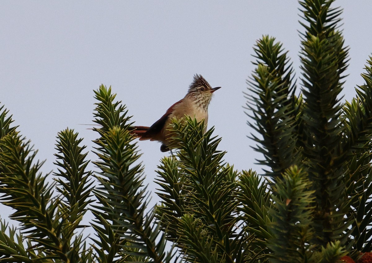 カンムリエナガカマドドリ - ML646536919