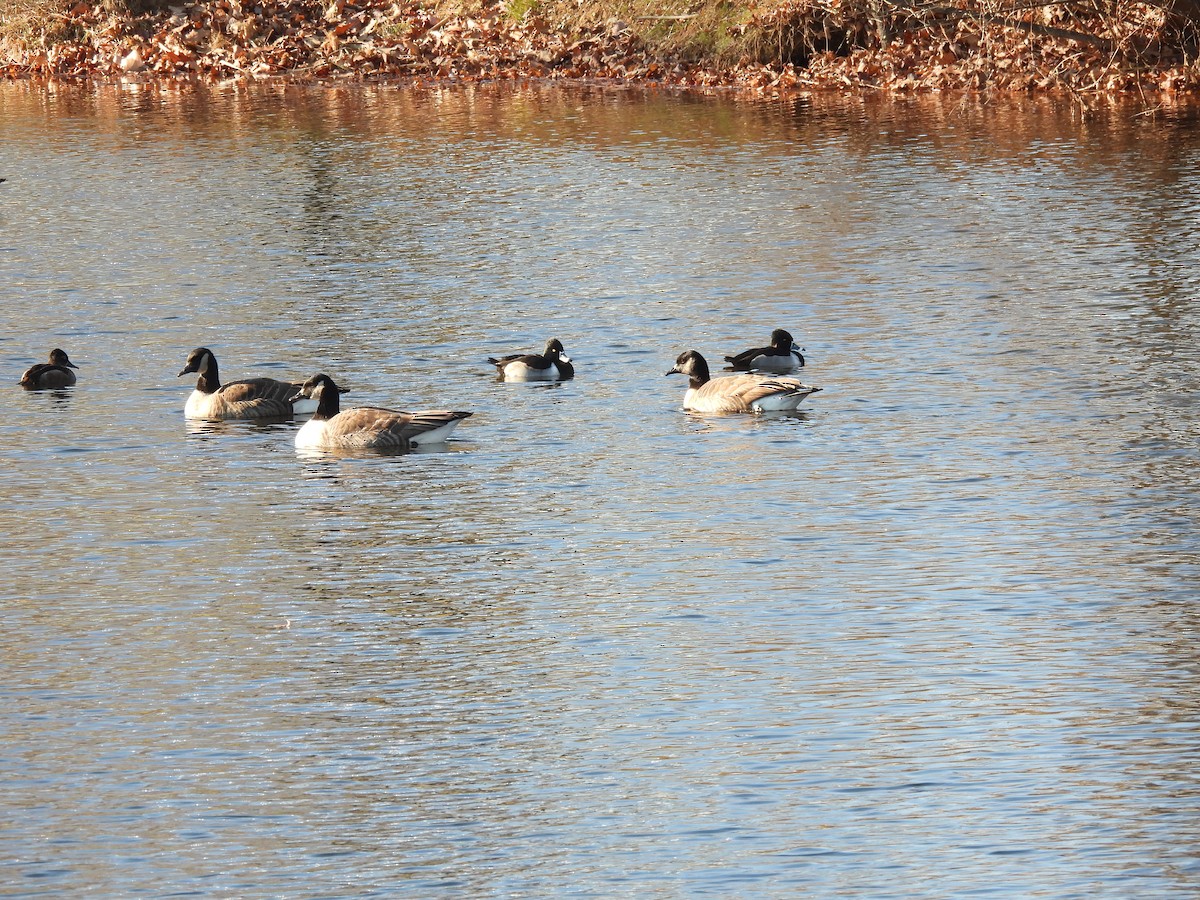 polák proužkozobý - ML646536920