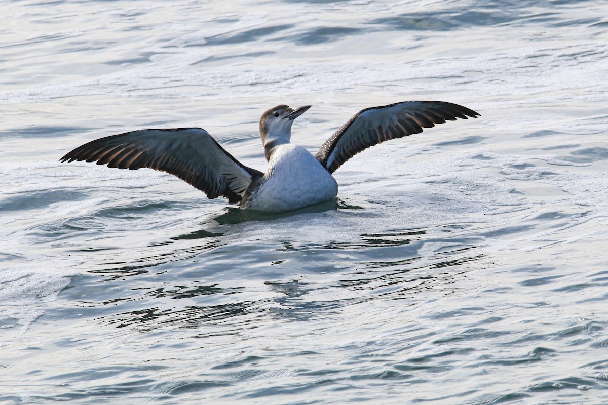 Common Loon - ML646536926