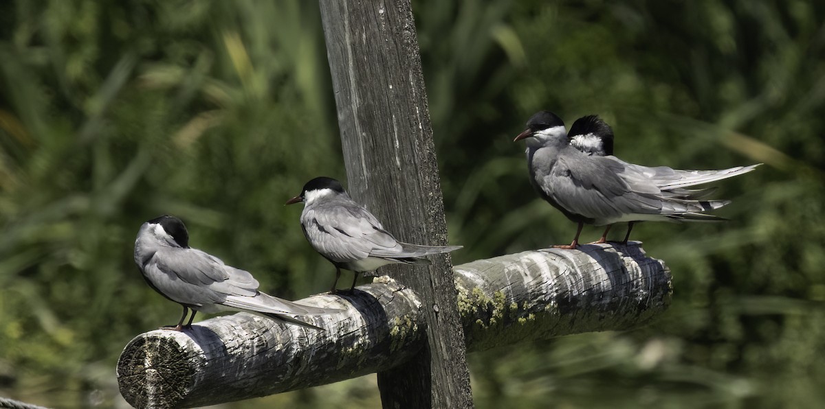 Белощёкая крачка - ML646536928