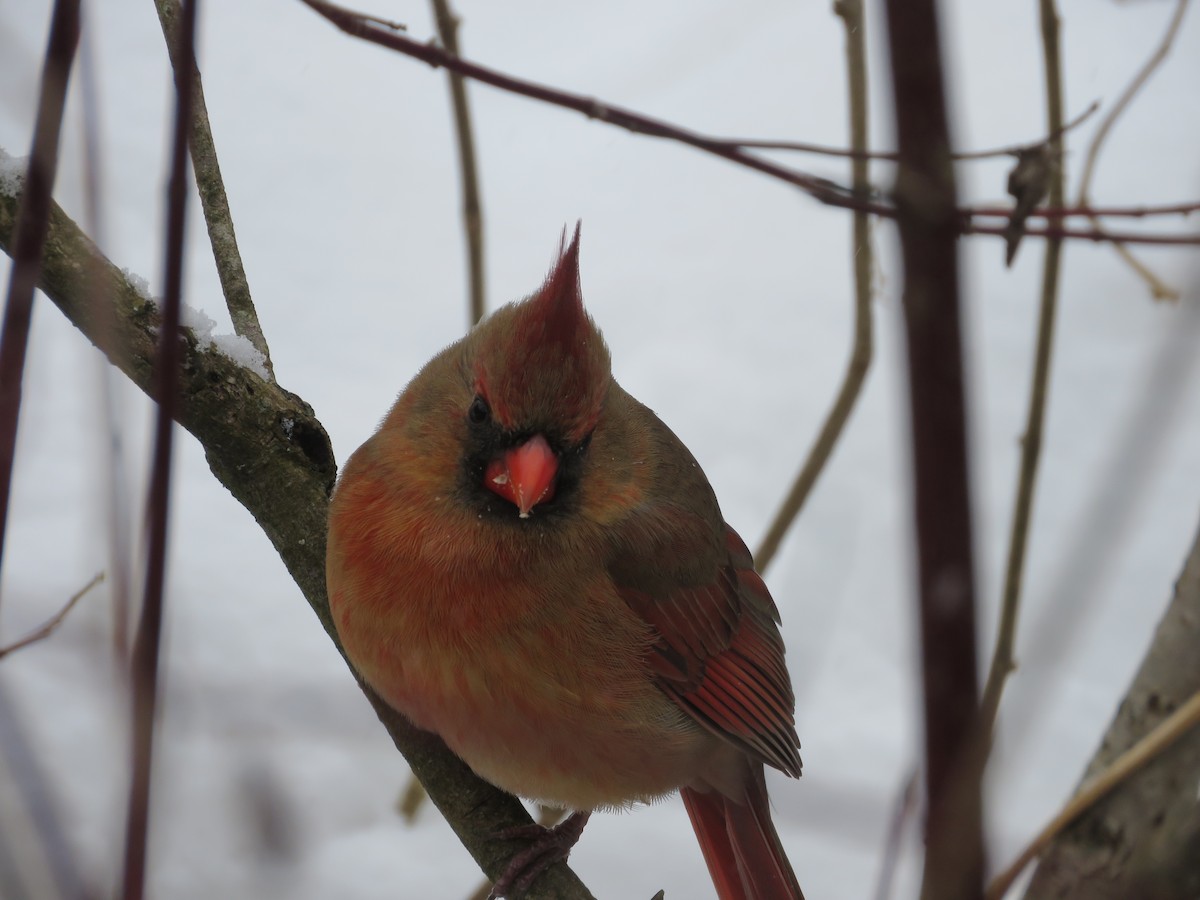 Cardinal rouge - ML646536929